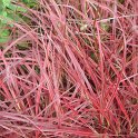 Pennisetum rubrum 'Fireworks'